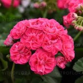 Пеларгония Pelargonia Rosalinda
